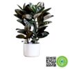 ficusblack