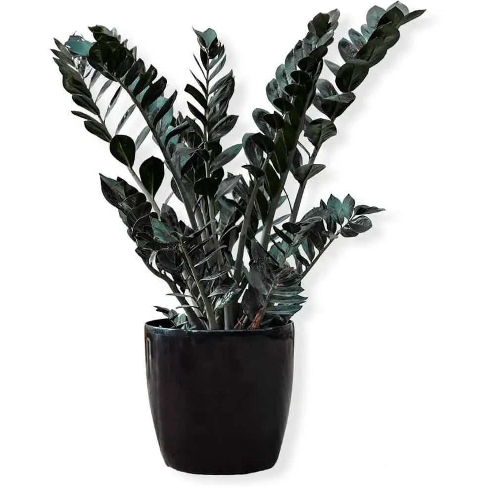 زاموفیلیا بلک سطل 7