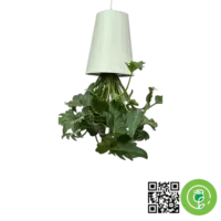 گلدان معکوس +گیاه برگ انجیری