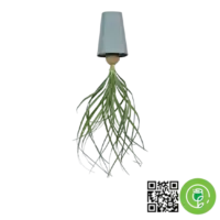 گلدان معکوس لیندا