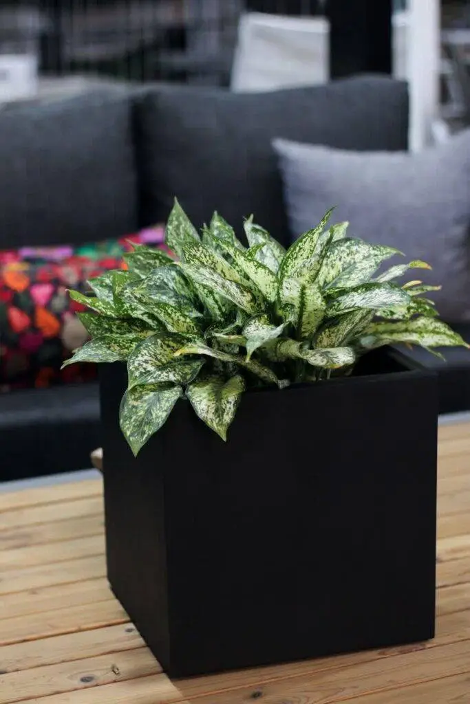 تاثیر گیاهان آپارتمانی در فضای دکوراسیون داخلی