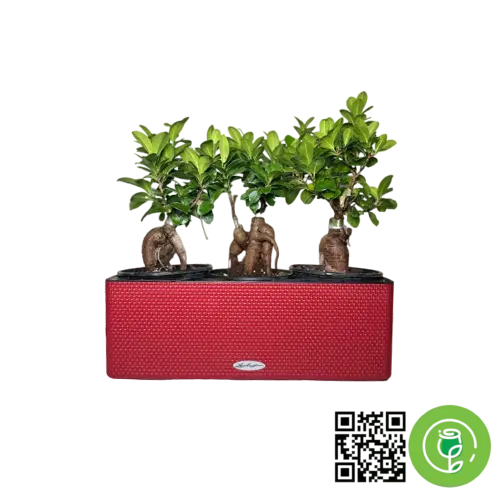 گلدان اتوماتیک لچوزا رنگ قرمز+ گیاه جنسینگ