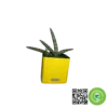 گلدان اتوماتیک لچوزا رنگ زرد+ گیاه سانسوریا ستاره