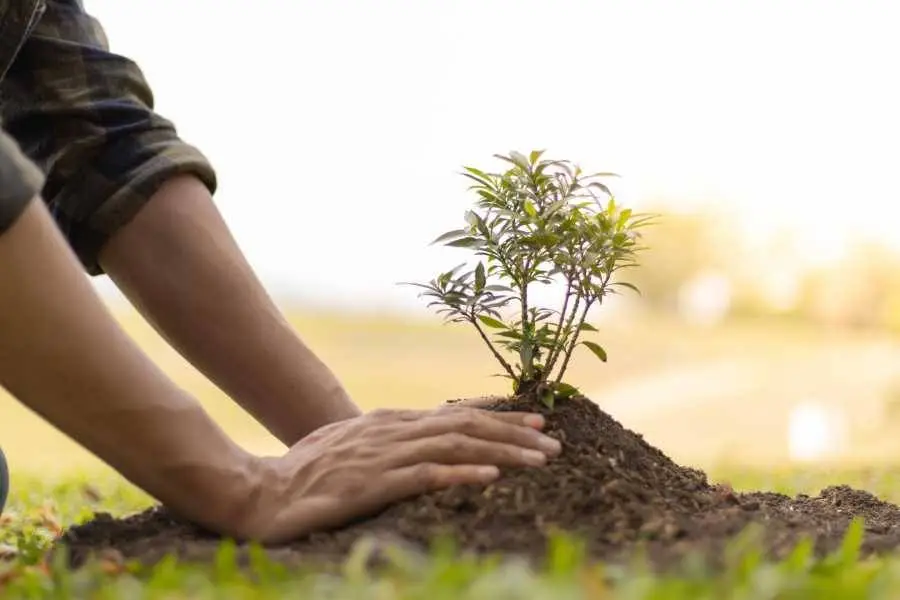 ویزیت گل و گیاهان