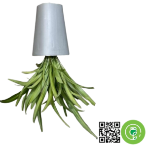 گلدان معکوس + گیاه گندمی سبز