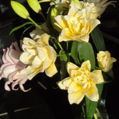 گل لی لی رز زرد