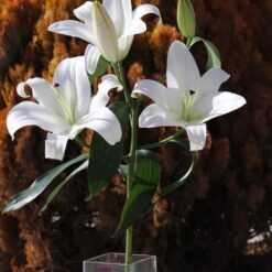 گل لیلیوم سفید