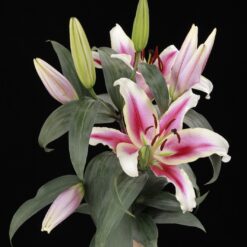 گل لیلیوم صورتی