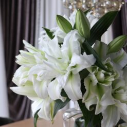 گل لی لی رز سفید