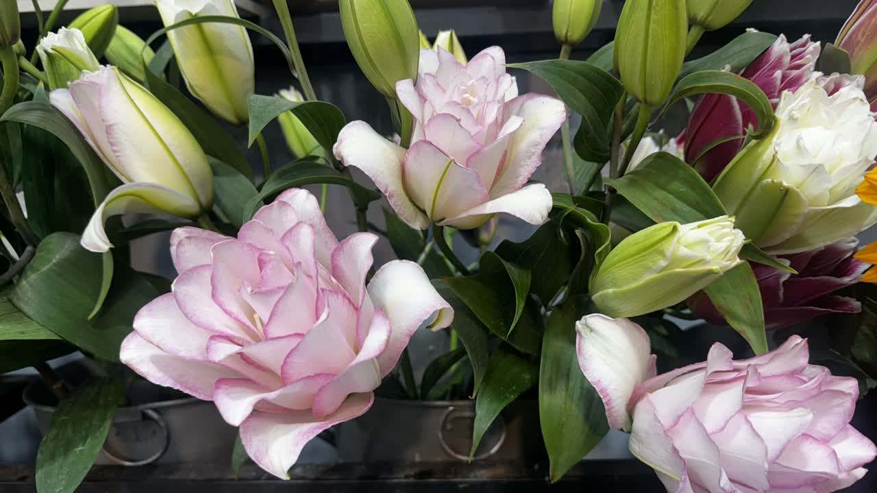 گل رز لیلی لاکچری هانی گل - خرید گل رز لی لی سفید و صورتی در تهران